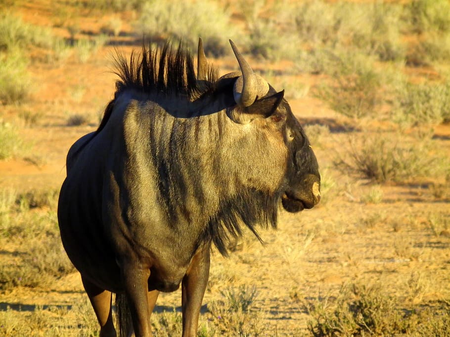 blue wildebeest, antelope, animal, africa, wild, wild animal, nature, animal themes, animal wildlife, mammal