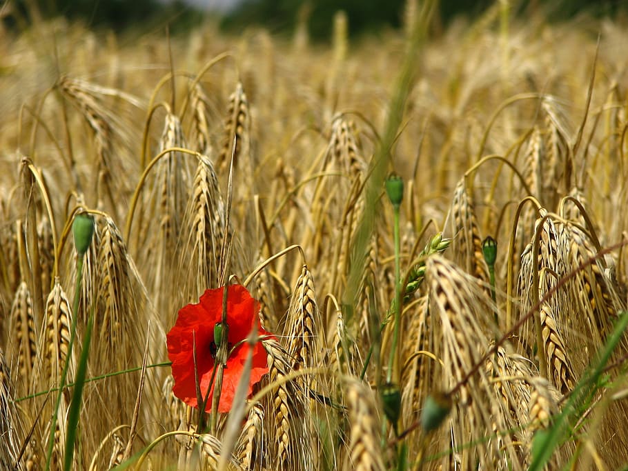 poppy, cornfield, weizenären, ary, wheat field, cereals, red, yellow, flower, field