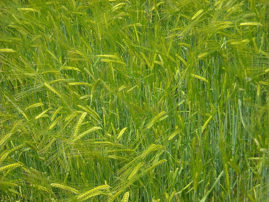 ears, wheat field, wheat, agriculture, cereals, texture, plant, growth, green color, cereal plant