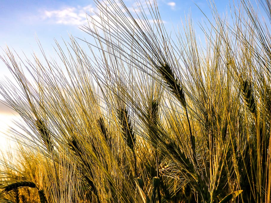 Grano, trigo, chaitanya, siembra, por chaitanya k, campo de trigo, espiga de trigo, maizal, paisaje, campo