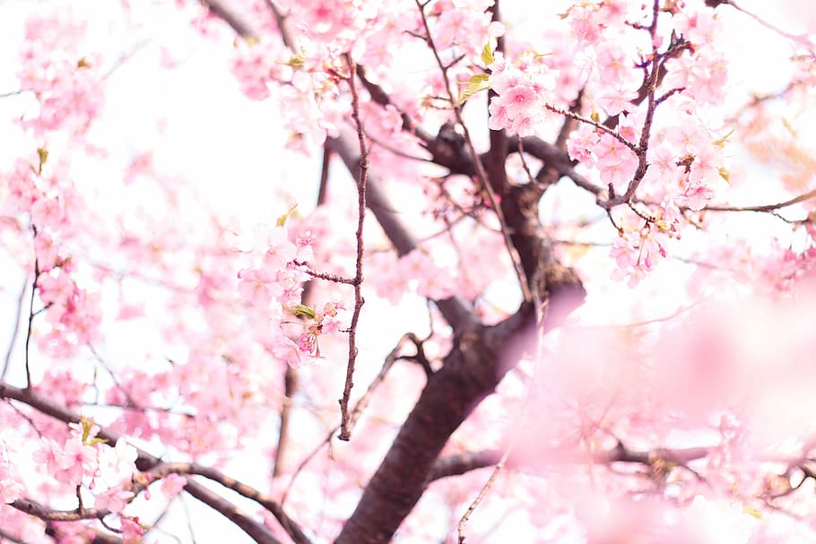 cherry, blossoms tree, Cherry Blossoms, tree, pink Color, nature, springtime, japan, cherry Blossom, branch