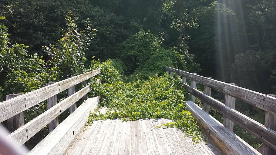 brown wooden bridge, wood, bridge, vermont, intervale, footbridge, overgrown, nowhere, dead end, nature