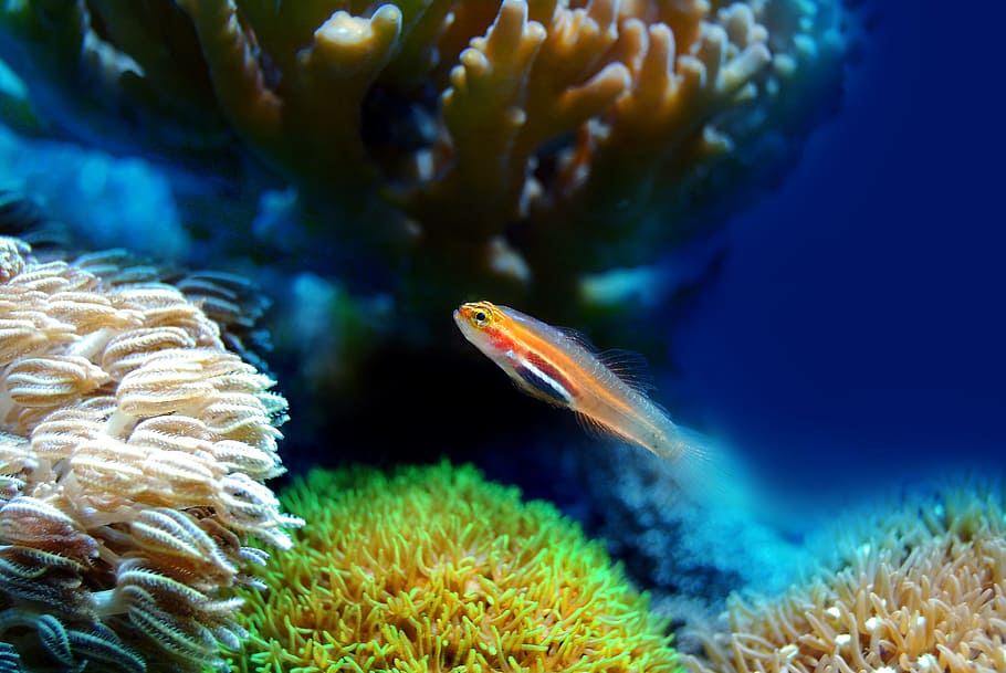 orange cichlid, fish, coral, sea, underwater, reef, water, marine, ocean, animal