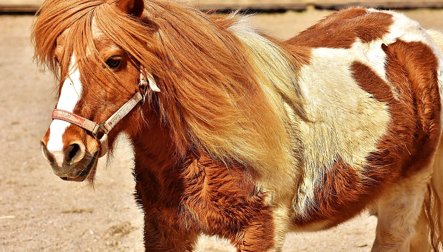 pony, horse, cute, animal, funny, nature, seahorses, play, mane, sweet