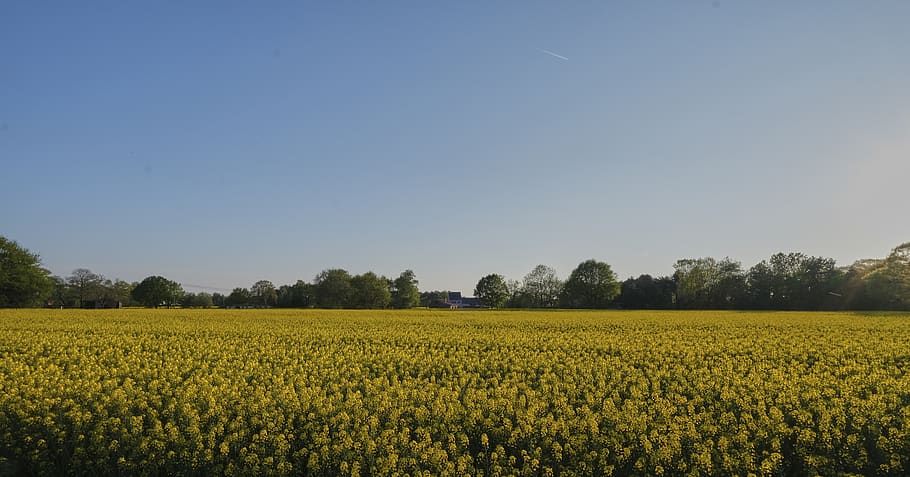 flowers, field, flower field, yellow flowers, countryside, nature, summer, bloom, spring, blossom