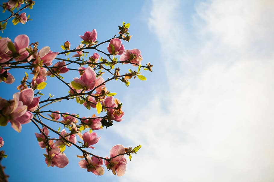 spring sky, Spring, Sky, blooms, clouds, tree, nature, branch, pink Color, flower