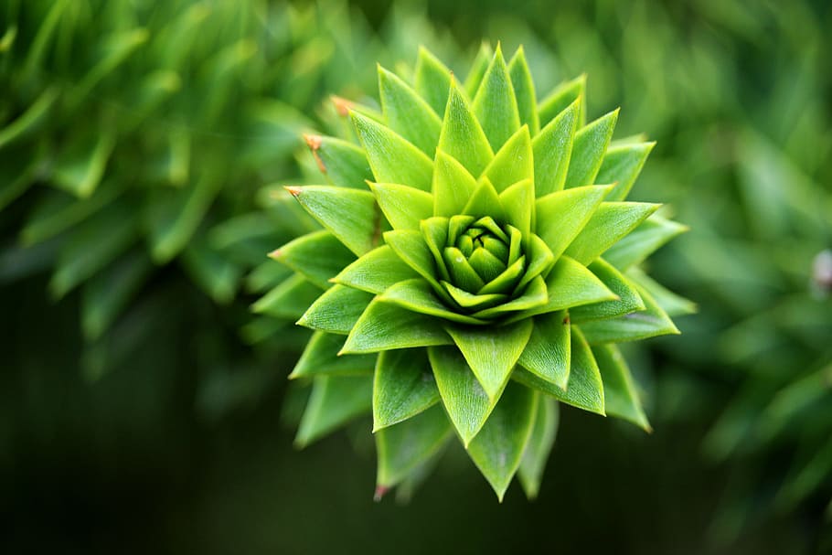 closeup, close-up, plant, botany, nature, green, outdoor, outdoors, geometry, botanical