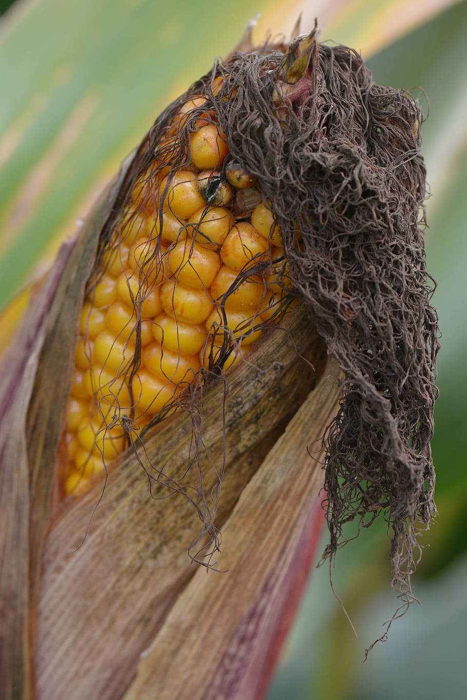 corn, flask, vegetable, nature, close-up, animals in the wild, animal wildlife, animal themes, day, animal