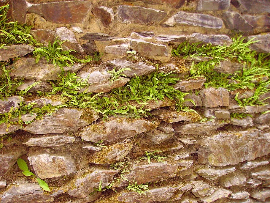 helechos, ensuciamiento, muro de piedra, viejo, pared, piedras, naturaleza, planta, día, sin gente