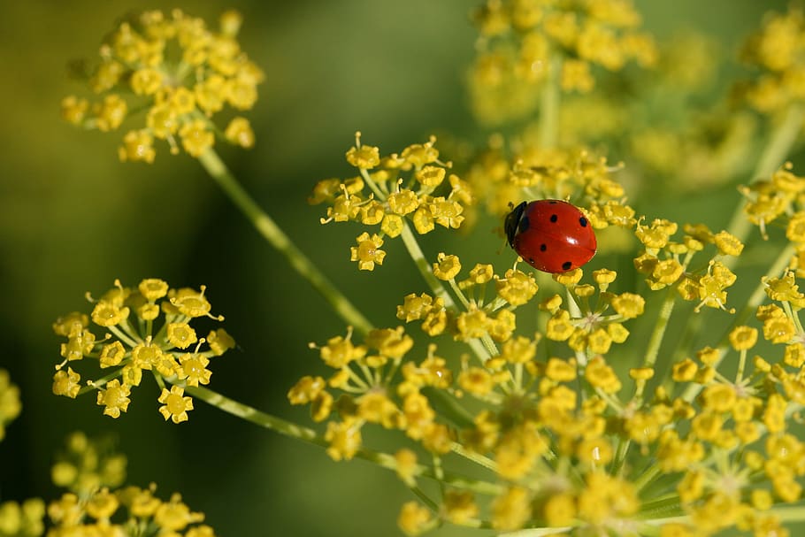 kumbang kecil, merapatkan, alam, kesalahan, makro, serangga, margasatwa, kumbang, menanam, kecil