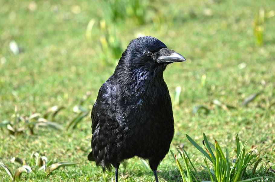 crow, bird, animal, corvus, wildlife, head, crow's head, eye, crow's eye, beak