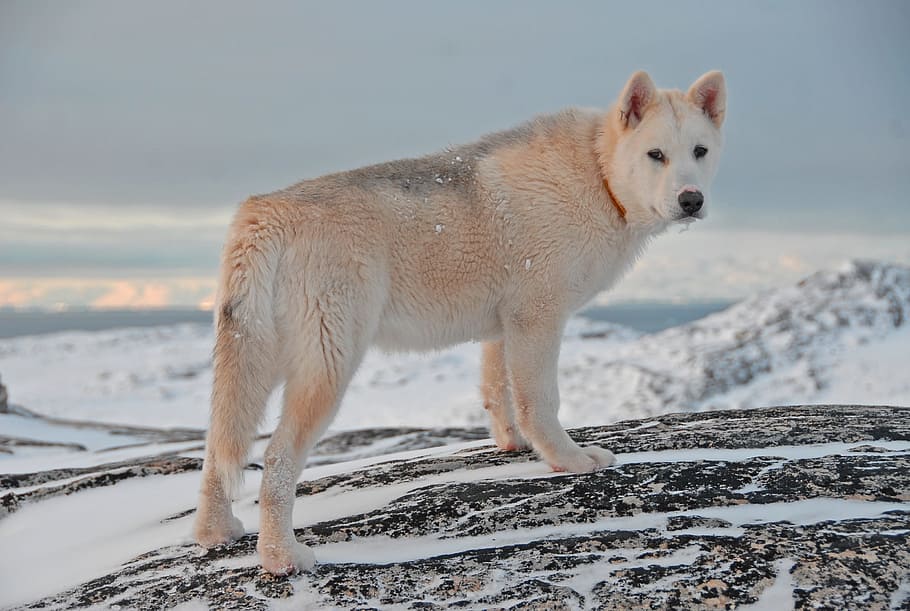 Greenland Dog, dog, greenland, snow, winter, animal, arctic, nature, wolf, sled Dog