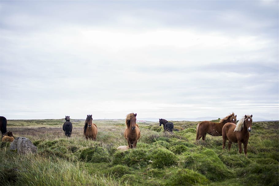 herd, horses, grass field, brown, green, grass, field, animals, mane, hair