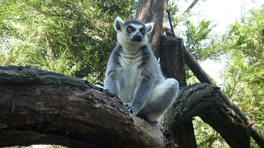 Nyíregyháza, Ring-Tailed Lemur, Zoo, one animal, animal wildlife, animals in the wild, day, lemur, outdoors, tree