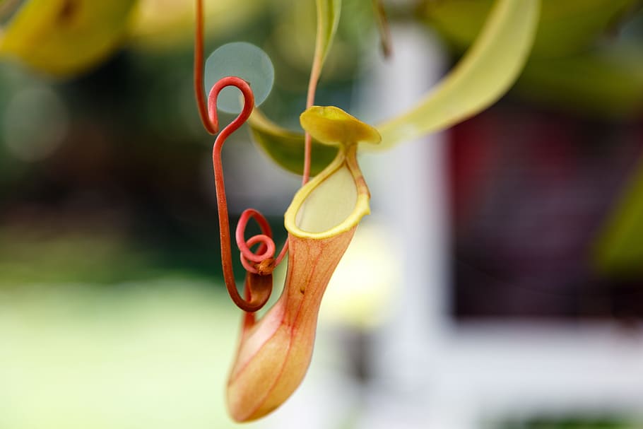 nepenthes, botanic, gardens, nature, flower, spring, green, summer, floral, colorful