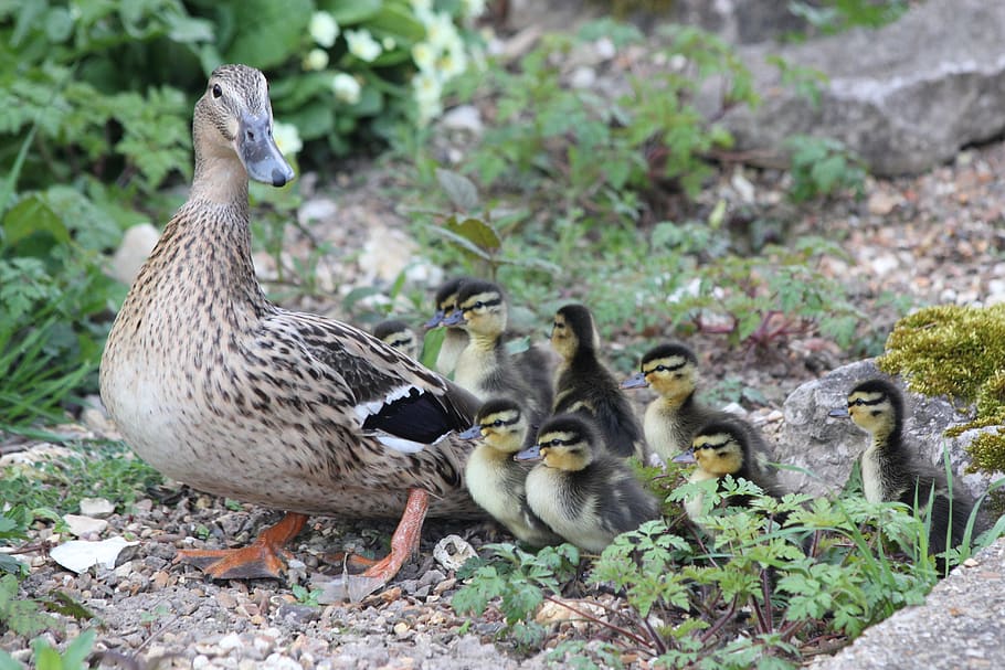 mamma, ducklings, birds, new, fluffy, small, young, chicks, duck, animal themes