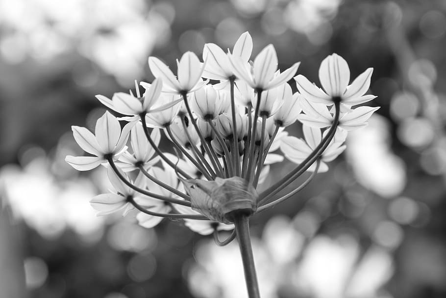 black and white, garlic chives, flowers, white, nature, allium, autumn, onion, allium stratos, spring flower