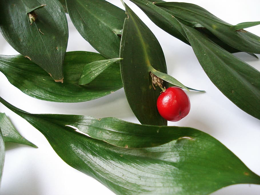 ruscus, rabbit nozzle, atdili, river cherry, yalova coral, bridal earrings, plant part, leaf, food, food and drink