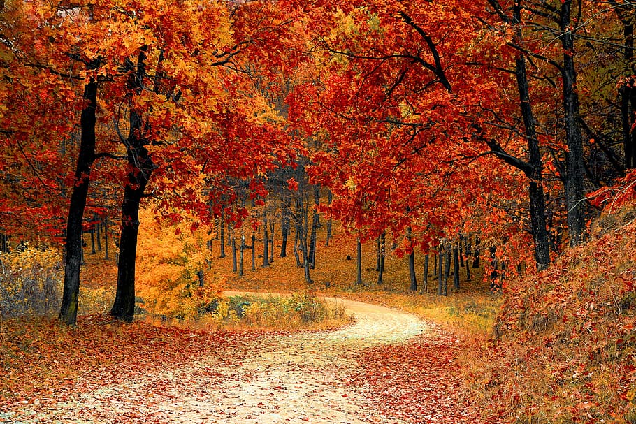 white, pathway, forest, fall, autumn, red, season, woods, nature, leaves