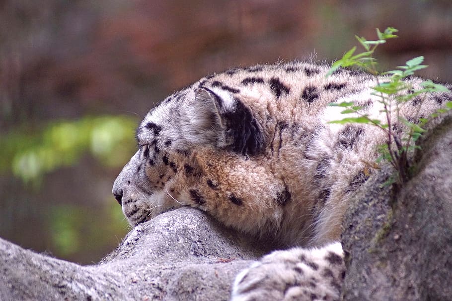 Snow Leopard, Leopard, Gato, Tiergarten, animais selvagens, um animal, dia, ao ar livre, temas de animais, mamífero
