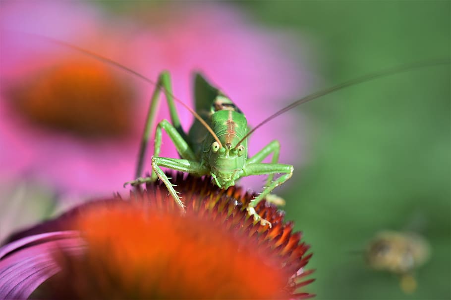 grasshopper, insect, animal, green, close, macro, plant, echinacea, flower, nature