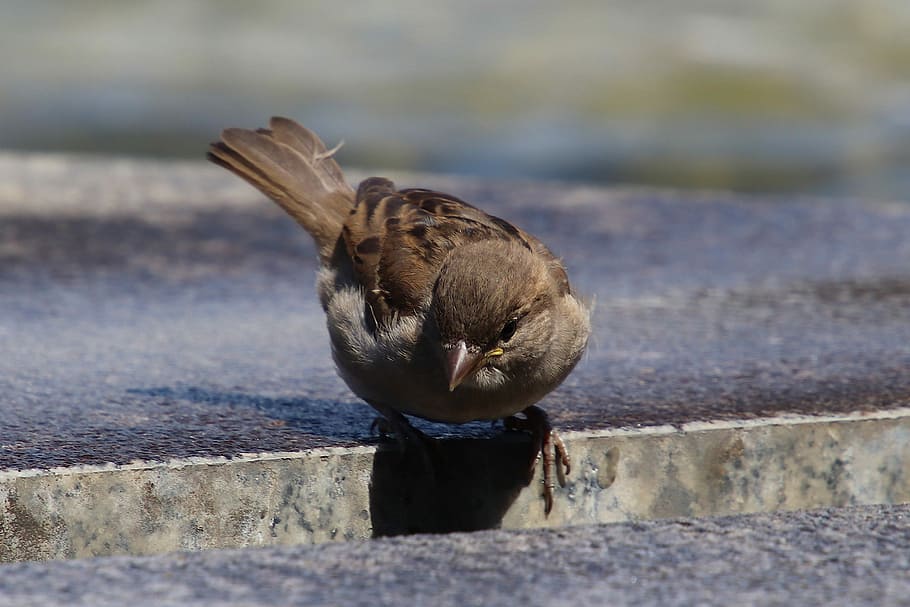 sparrow, sparrow rumah, sperling, burung, hewan, air, alam, burung penyanyi, bulu, bill