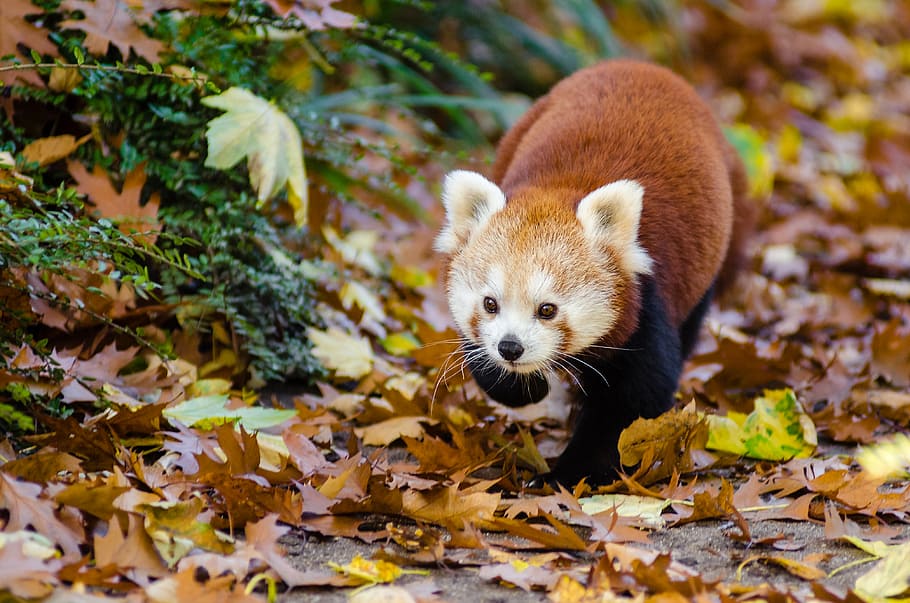 Panda rojo, panda, caminando, a lo largo, pila, marchita, hojas, un animal, parte de la planta, hoja
