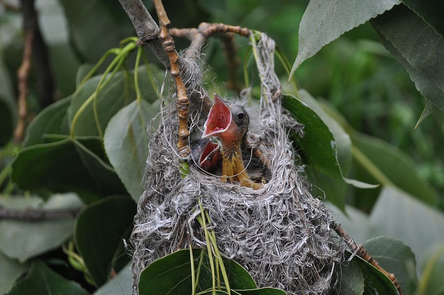 bird, baby, oriole, chick, hungry, nest, tree, macro, feed, nature
