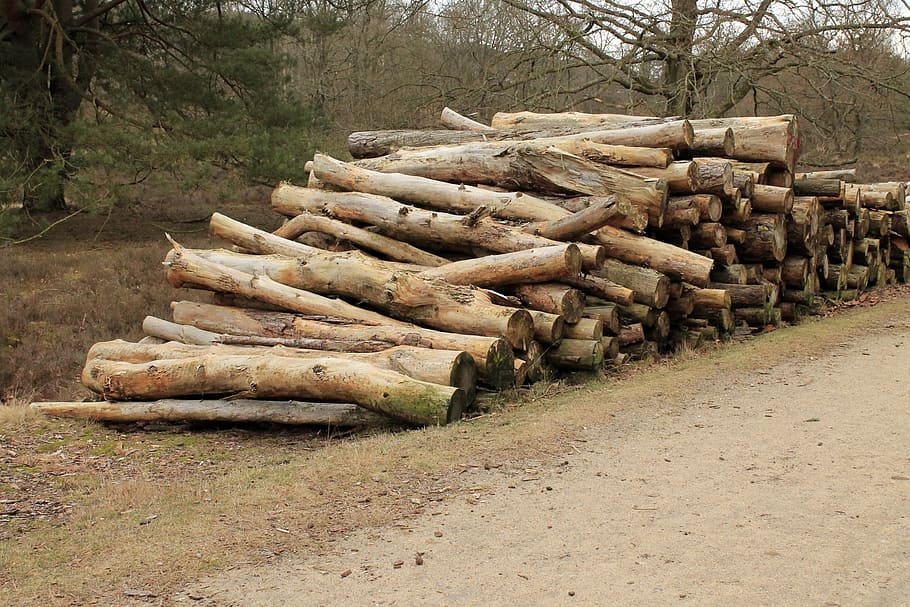 Cortar, troncos, apilados, silvicultura, trabajo, cortar troncos, trabajos forestales, serrar, troncos de árboles, apilar