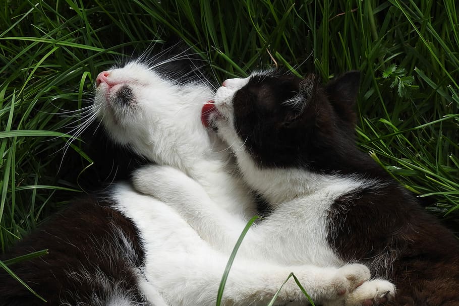 two, tuxedo cats grooming, animals, charming, mammals, nature, lawn, at the court of, pets, kitten