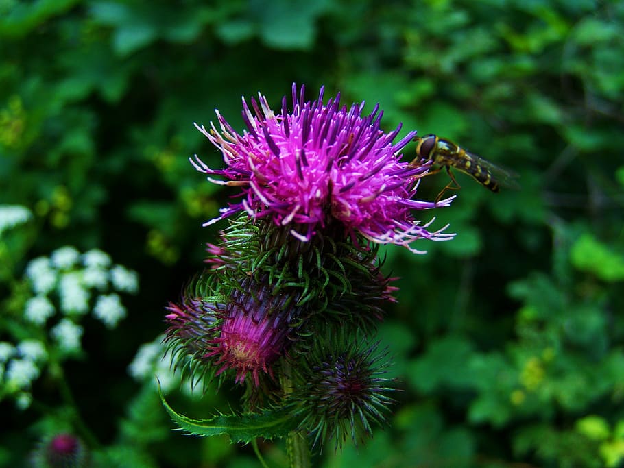 flor de cardo, hierba de culo, flores de color rosa púrpura, Flor, planta,  púrpura, frescura, planta floreciente, cardo, belleza en la naturaleza |  Pxfuel