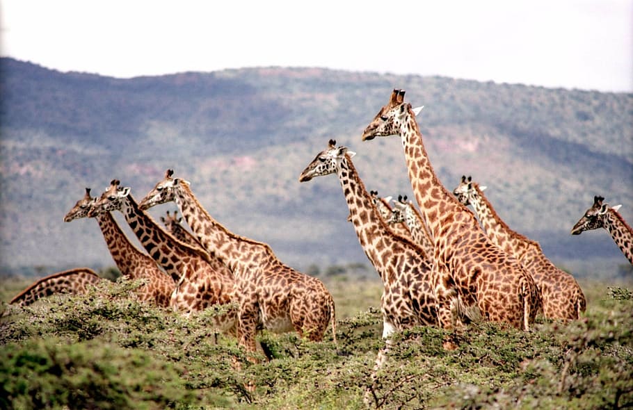 marrom, girafa, montanha, dia, selvagem, animais selvagens, natureza, safari, áfrica, pescoço