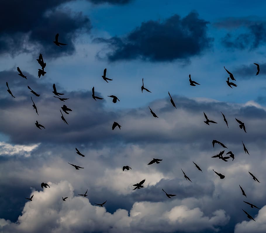 crows, flying, flock of crows, crows in stormy sky, roosting crows, crow, black, feather, gothic, wildlife