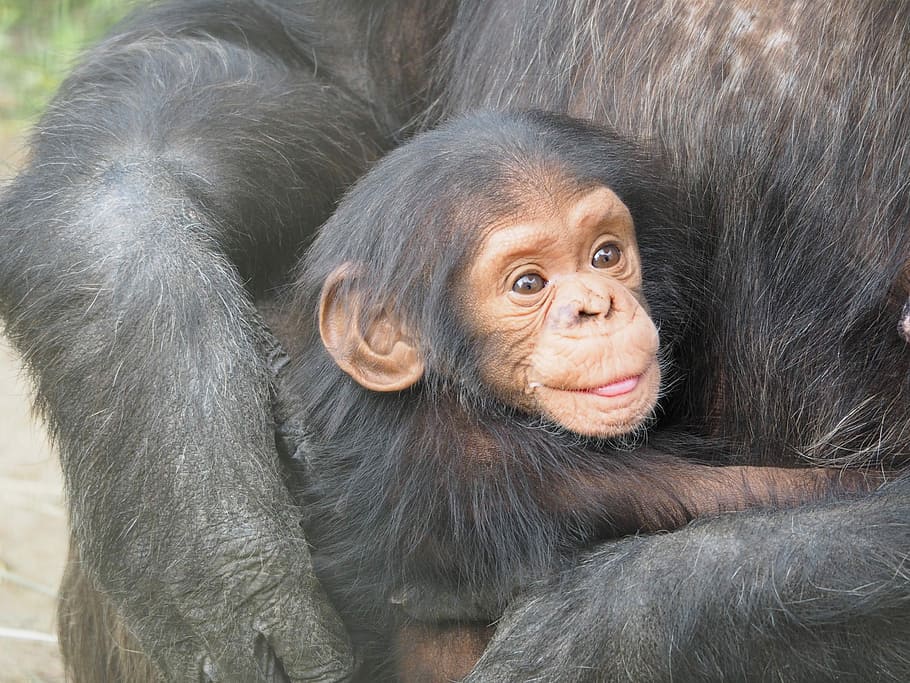 brown, baby monkey, brown baby, chimpanzee, baby, mother, love, animals, animal, animal world