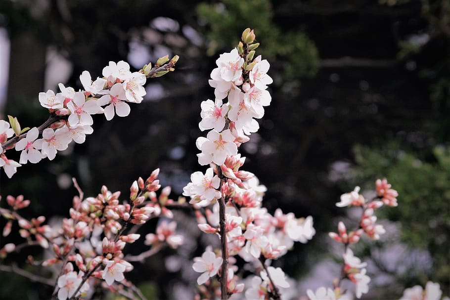 cherry blossoms, pale pink, pale, soft, branch, stratus and, cloudy sky, flowers, green, spring