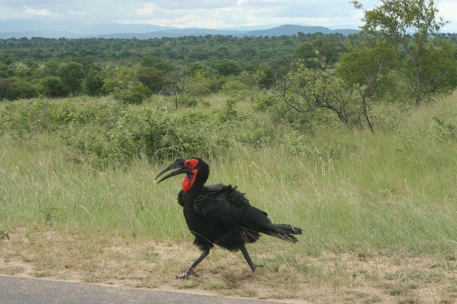 bromvoël, bird, watching, kruger national park, south, africa, wildlife, black, southern, ground