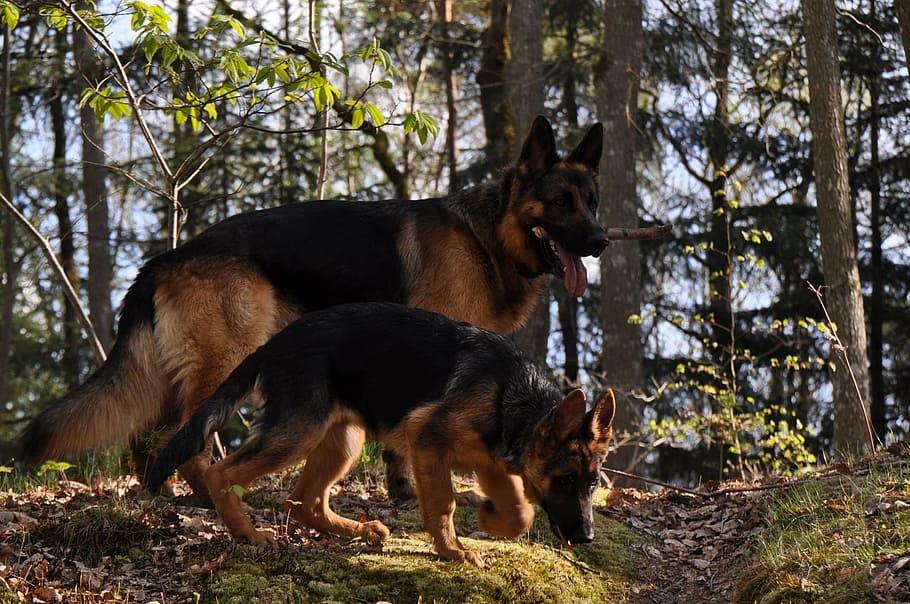 dos, pastor alemán adulto, cachorro, árbol, pastor alemán, bosque, perro, Temas de animales, mamífero, animal