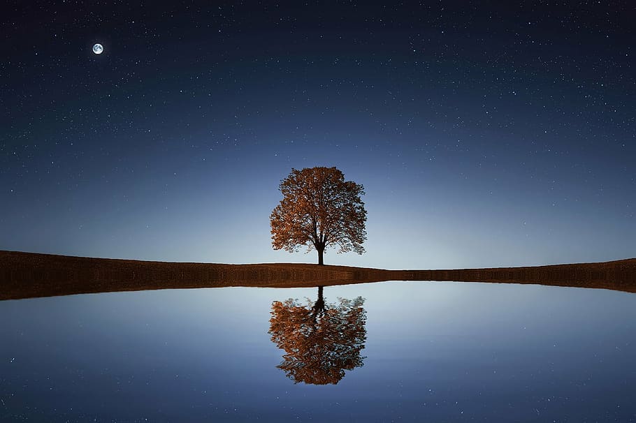 body, water, tree, full, moon, sunlight, background, relaxation, relaxing, shadow