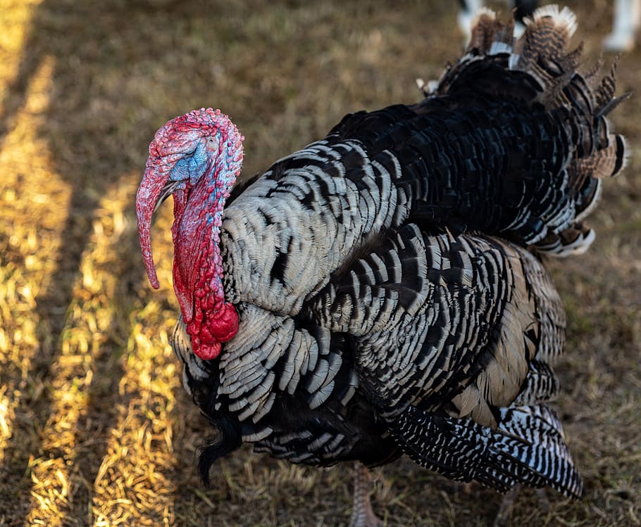 turkey, gobble, thanksgiving, feathers, birds, holiday, wildlife, animals, poultry, animal themes