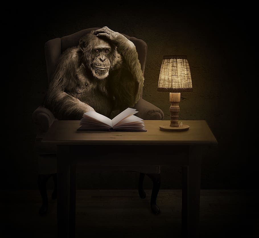 black, monkey, sitting, sofa chair, white, book, brown, table lamp, wooden, chimpanzee
