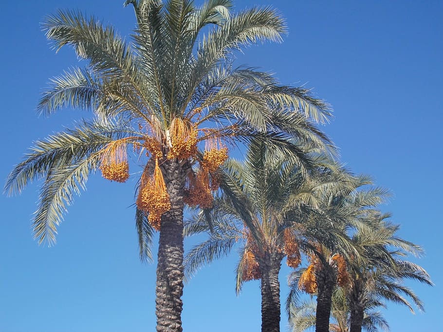Tamareira, palmeiras, plamenfrucht, céu, turquia, turco, romance, árvore, palmeira, vista baixa ângulo