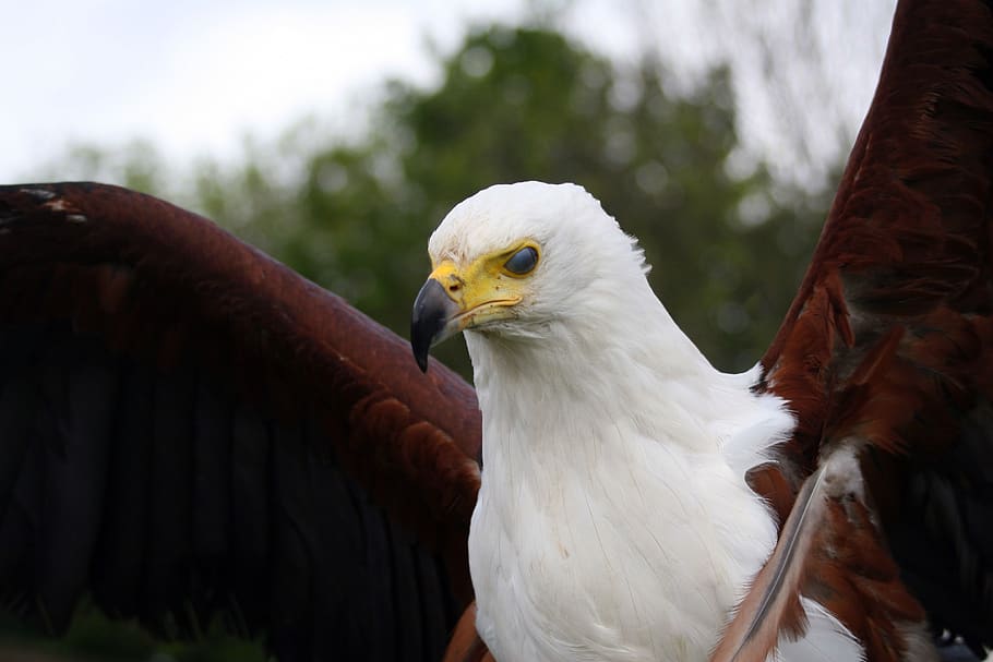 rapaz, águila, pico, alas flexibles, depredador, alas marrones, cuerpo  blanco, plumas, plumaje, pájaro | Pxfuel
