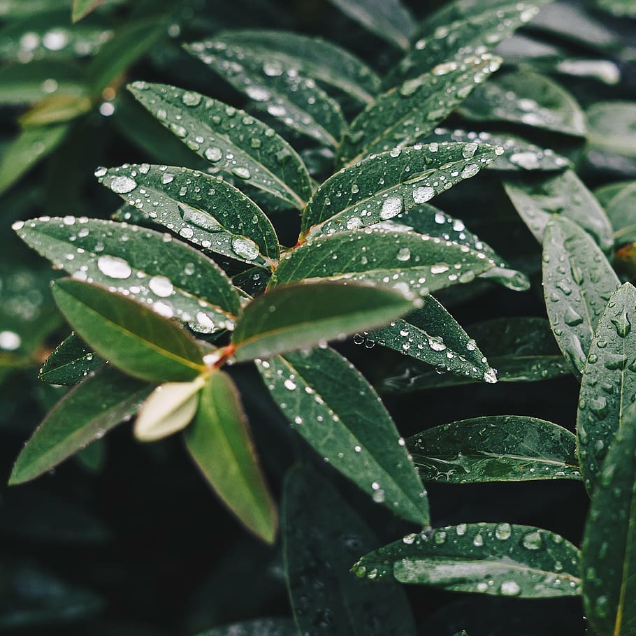 водяная роса, Зеленый, Листовое растение, лист, растение, природа, влажный, дождь, вода, капли
