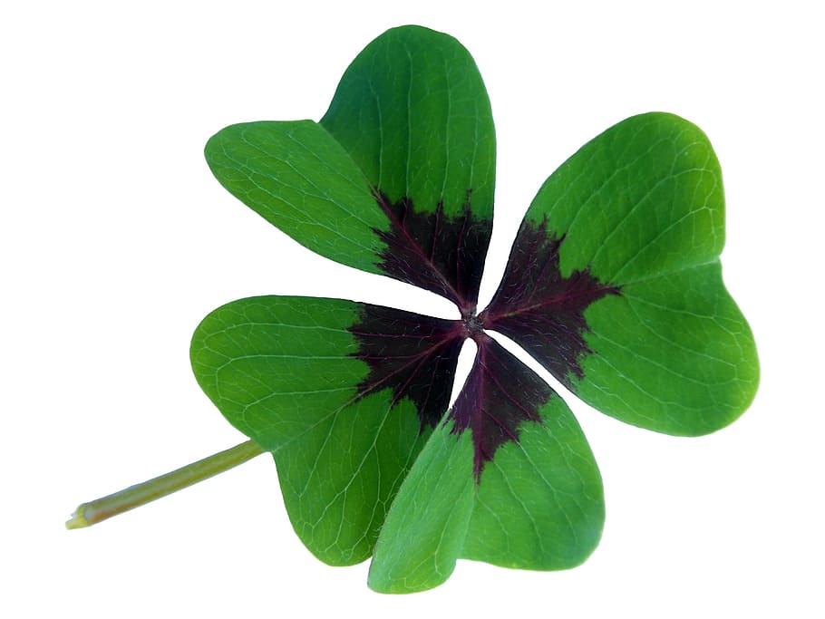 green, leaf plant, white, background, green leaf, plant, lucky clover, klee, luck, four leaf clover