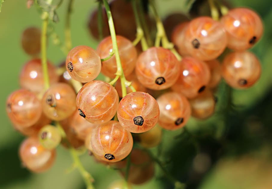 close, red, kerson fruit, currant, berry, a bunch of, health, white, closeup, healthy