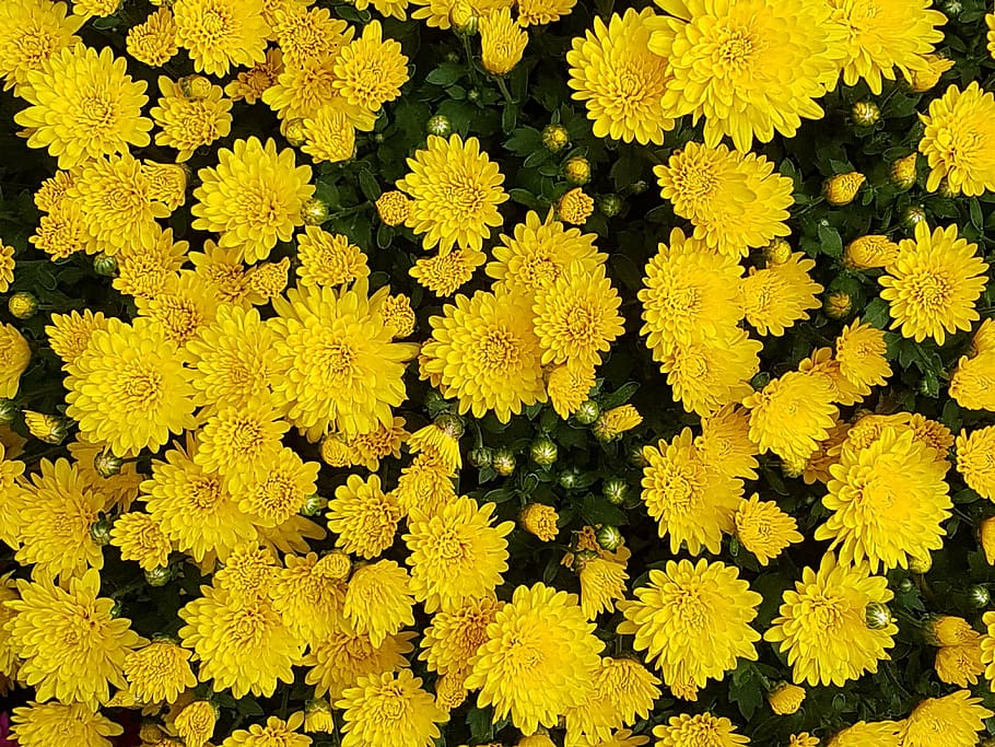 yellow gerbera flowers, autumn, chrysanthemum, flowers, asteraceae, fall flowers, pictures, yellow chrysanthemums, flower wallpaper, small yellow flowers