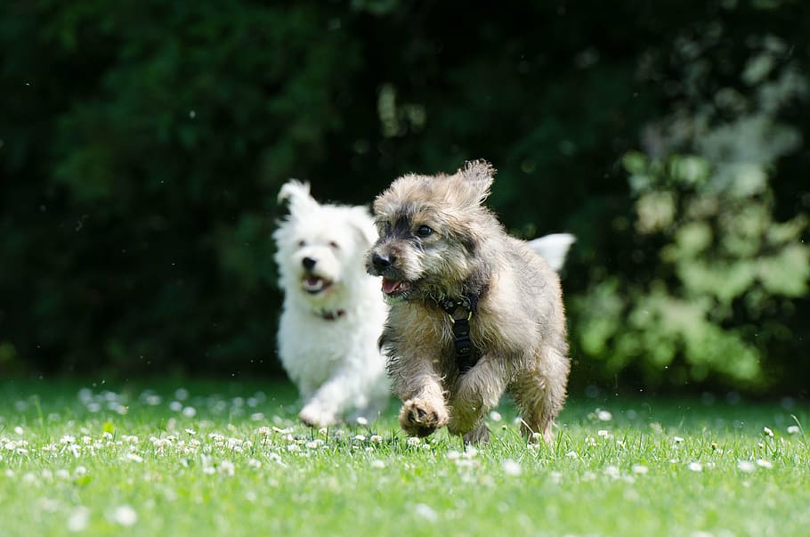 dos, blanco, gris, cachorros, corriendo, verde, campo de hierba, durante el día, dos perros de raza, perros furiosos