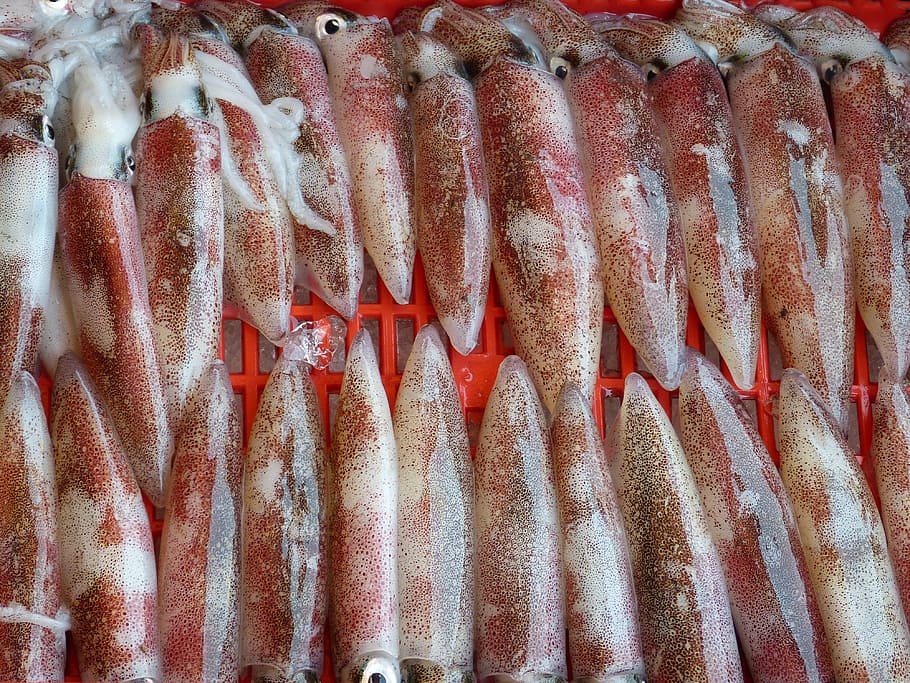 squid, octopus, seafood, fischer, eat, food, meal, market, kitchen, fishing