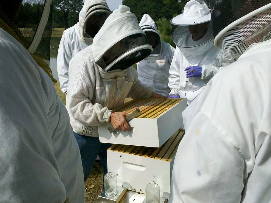 honey bee, bee hive inspections, apiary, beekeeper, honey, bee, beehive, beekeeping, hive, apiarist