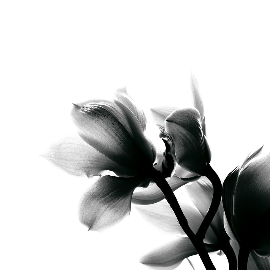 black and white, orchid, flowers, flora, back light, back lighting, black, simple, romance, decorative